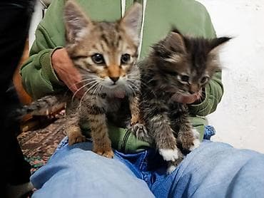 ангора кошка купить: Котята, полосатые тигрята - Возраст: примерно 1,5–2 месяца - Окрас — 1