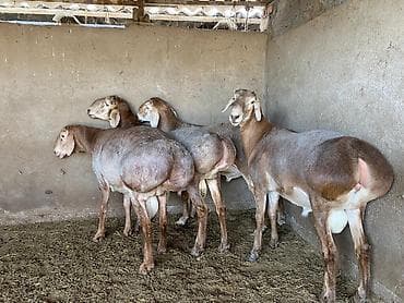 Баран, овца: Продаю | Баран (самец) — 5