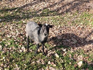 купить собаку шпица недорого: Продаю | Овца (самка) | Меринос | Для разведения — 1
