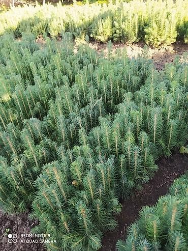 Саженцы деревьев: Ели