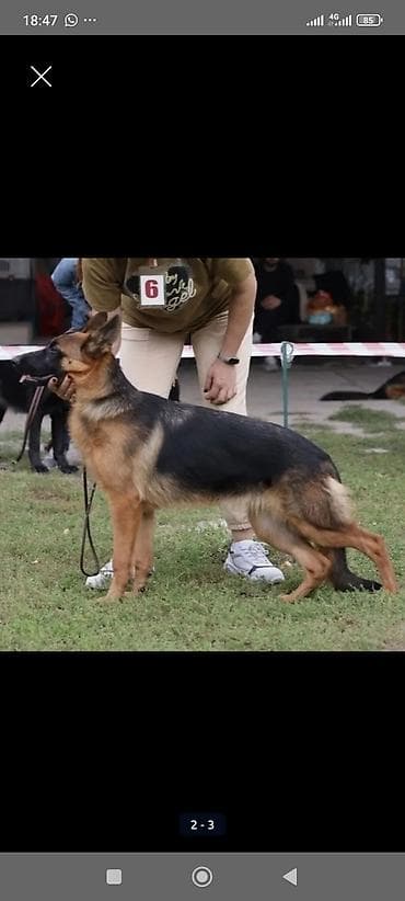 собака даберман: Немецкая овчарка, 2 месяца, Самка — 6
