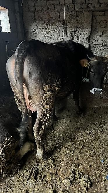 продаю карову: Продаю | Корова (самка) — 2