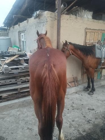 голуби павлин: Продаю | Кобыла (самка) | Для разведения — 6