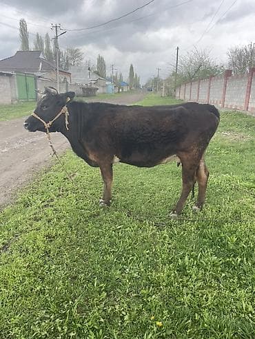 корова сментал: Продаю | Корова (самка) | Для молока | Привязанные — 2