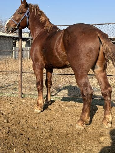 продажа щенков немецкой овчарки с документами в бишкеке: Сатам | Байтал, Жылкы (эркек) | Жумушка — 3