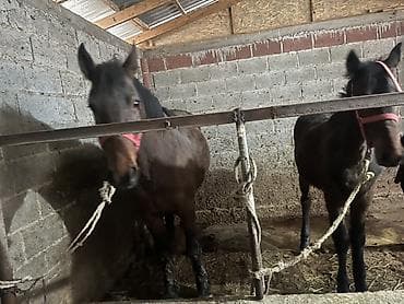 лошадь токмок: Продаю | Кобыла (самка), Жеребенок | Рабочий — 1