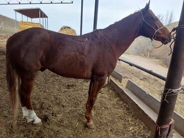 Айыл-чарба жаныбарлары: Сатам | Жылкы (эркек) | Аргын | Ат спорту | Жасалма жол менен боозутуу — 7