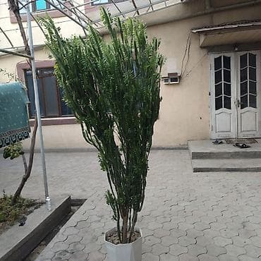 Крупное комнатное растение-суккулент в напольном горшке. - Вид