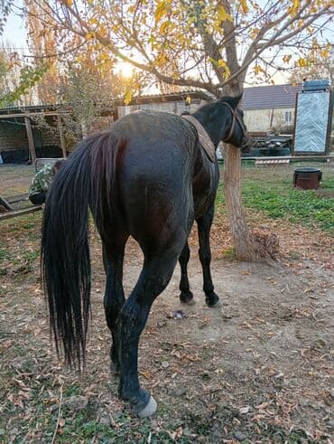 купить рабочую охотничью собаку: Продаю | Жеребец | Рабочий | Осеменитель — 1