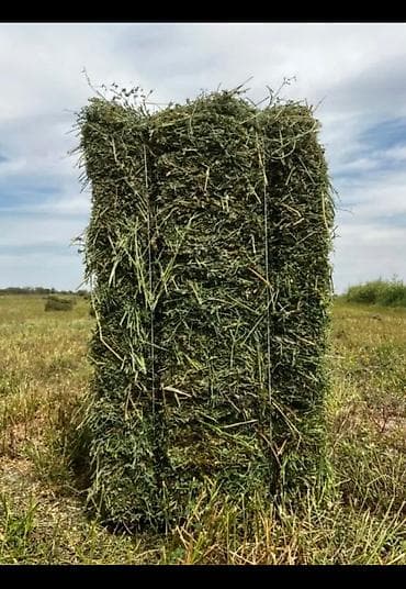 продам курей: Беде прес сатып алам - Тип: луговое сено, прессованное в плотные — 1
