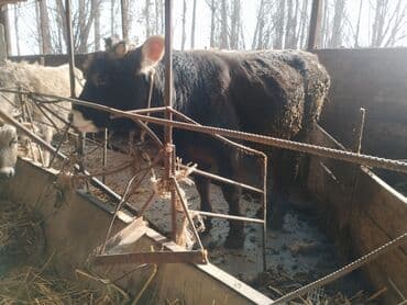 котята простые: Продаю | Бык (самец) | На откорм | Привязанные — 1