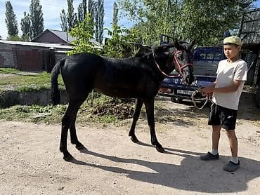 шотландские вислоухие котята в дар: Продаю | Жеребец | Конный спорт — 4