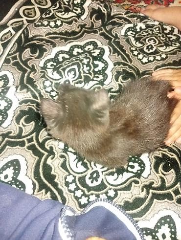 черные котята: Кошка даром: Беспородная, 1 месяц, Мальчик, Приучена к лотку — 1