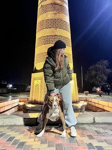 французский бульдог купить бишкек: Американский питбультерьер, кобель. 1.5года кличка Данчо, привит — 5