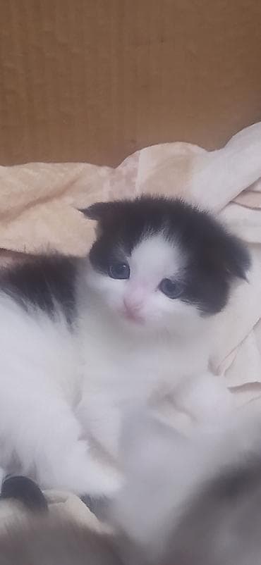 Аквариумы: Котёнок, чёрно‑белый, шотландский вислоухий, скотиш фолд,с очень — 5