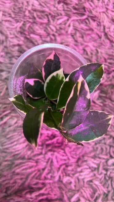 Продаю Хойки. редкие сорта. на срез. 1- лакуноза