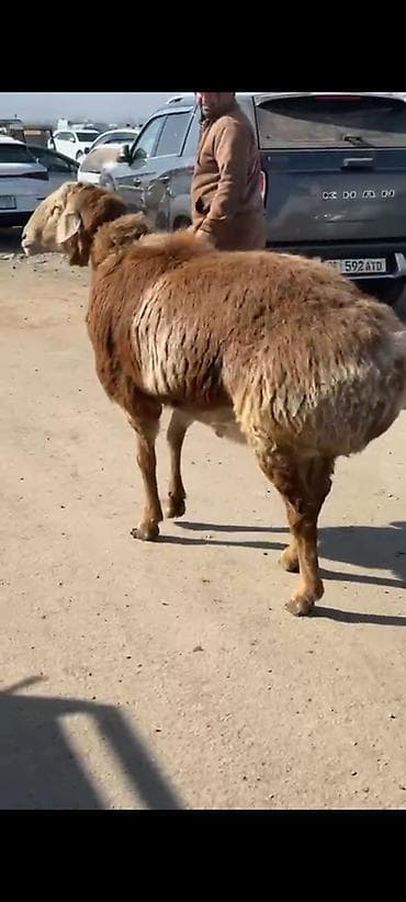 уй кой: Продаю | Баран (самец) | Для разведения | Осеменитель — 5