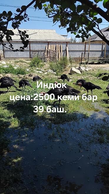 Индюки, черная масть, выгульное содержание. суйлошуу жолдору бар - — 1