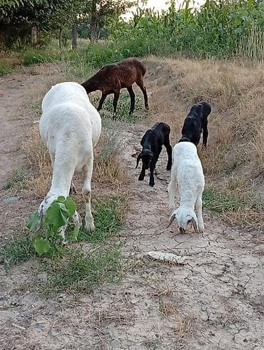 продаю инкубатор: Продаю | Баран (самец) | Арашан | Для разведения | Ярка — 8