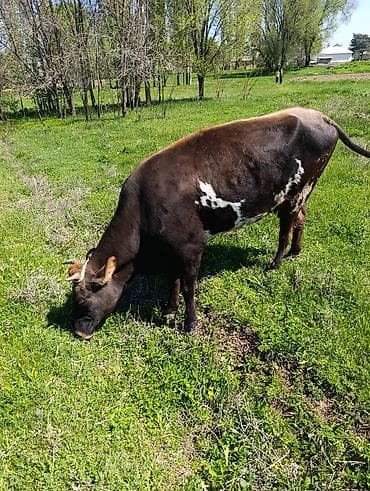 ит базар бишкек: Сатам | Уй (ургаачы) | Аргын | Көбөйтүү үчүн | Байланган — 2