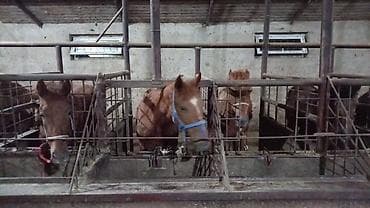 кой порода: Продаю | Кобыла (самка), Конь (самец), Жеребец — 1