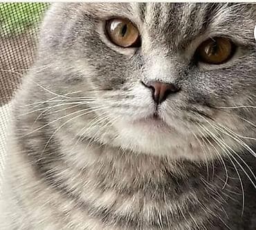 веслоухий кошка: Британская/шотландская кошка, окрас серый (blue/серебристый) — 1