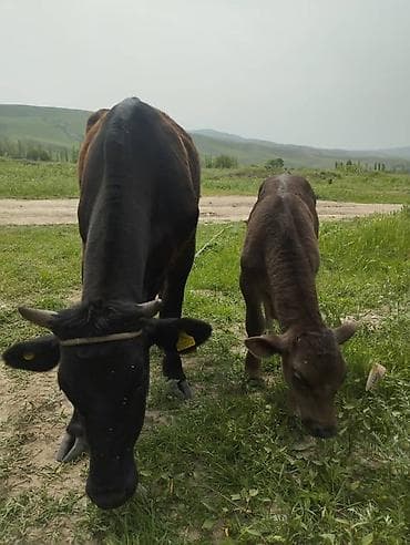 Коровы, быки: Продаю | Корова (самка) | Полукровка | Для разведения | Привязанные — 6