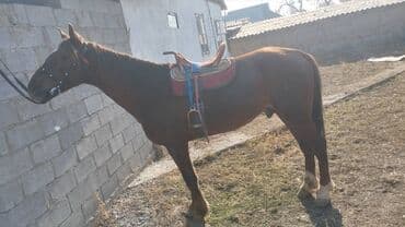 переноска для животных: Продаю | Конь (самец) — 3