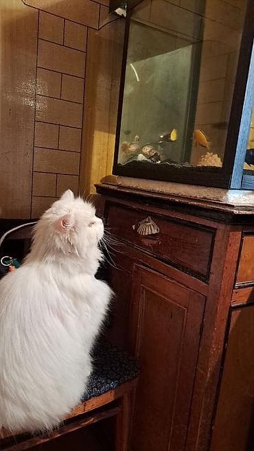 белая персидская кошка: Отдадим в добрые руки. Нашли белого,пушистого кота,район 1 — 3