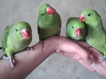 домик для кроликов: Ожиреловые попугаи для обучения разговору и приручения к рукам — 1
