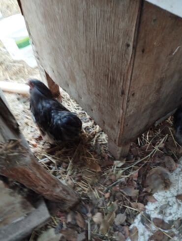 в связи с переездом отдам попугая жако в добрые руки: Продаю | Куры | Кохинхин | Для разведения — 18