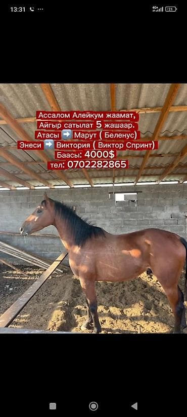 арендага ат: Продаю | Жеребец | Английская | Конный спорт | Племенные — 1