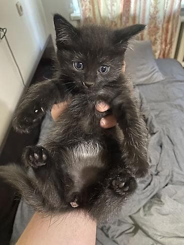 scottish fold: Отдам котят в добрые руки,месячные котята,ходят в лоток кушают — 3