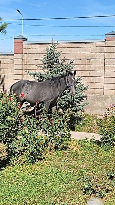 отдам породистую собаку: Продаю | Жеребенок | Английская — 1