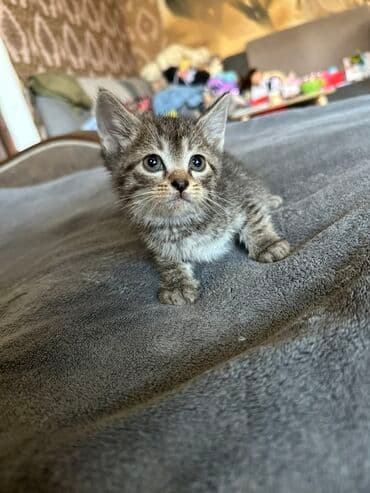 хочу купить кошку: Кошка даром: Британская короткошёрстная, 1 месяц, Мальчик, Метис — 5