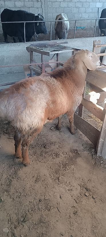 Продаю | Баран (самец) | Для разведения | Осеменитель