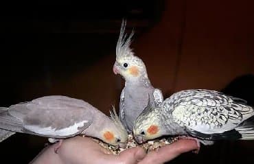 домик для волнистых попугаев: Попугаи разных видов. Хорошо учатся говорить и приручаются к рукам. В — 10