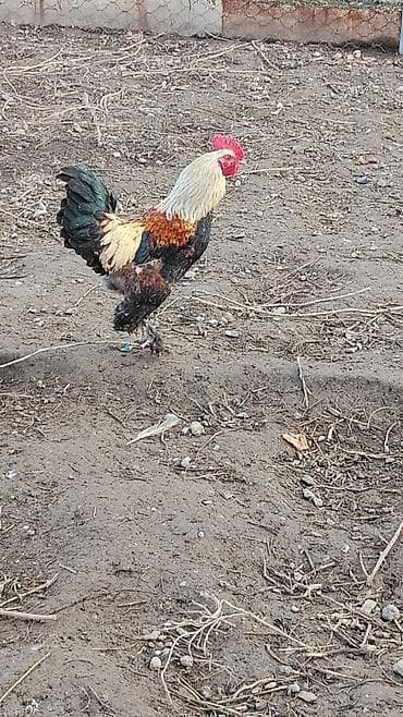 Продаю | Петух | Для разведения