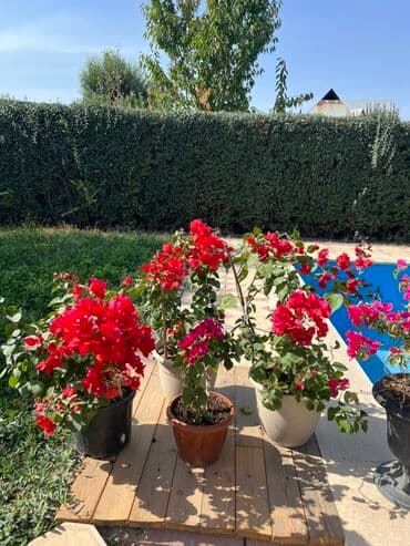 садовые качели фото цены: Это бугенвиллия 🌺 — роскошное растение с яркими алыми прицветниками — 1