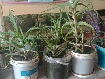 растения для аквариума: Растение в горшке — идеальный выбор для тех, кто ищет неприхотливое и — 3