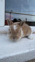 декоротивный кролик: Кролик с окрасом, сочетающим белый и светло-коричневый цвета. Обладает — 9