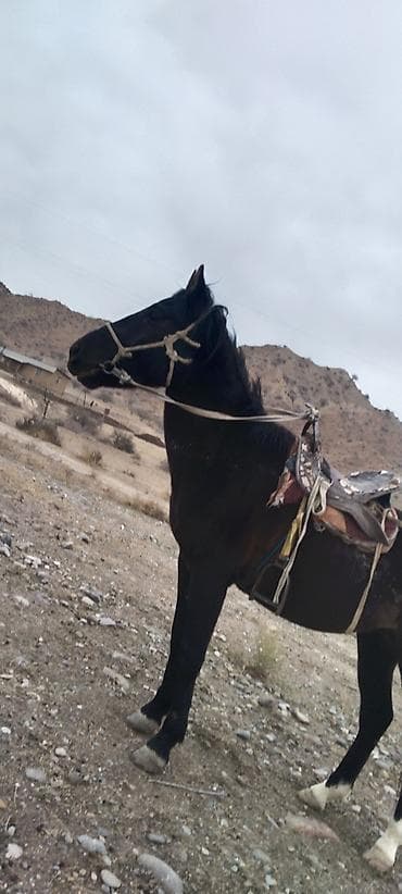 Мышыктар: Сатам | Жылкы (эркек) | Жумушка — 3