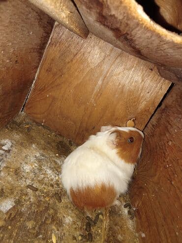 купить переноску для кота бу: Морская свинка. Возраст 1-2 месяца. Деткам на первом фото 1 месяц — 3