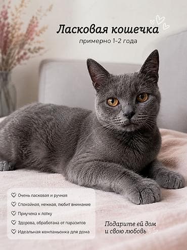 Отдам даром кошку: 2 года, Девочка — 1