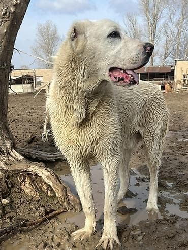 восточно европейская овчарка: Среднеазиатская овчарка (Алабай), кобель. Крупный, мощный, с — 3