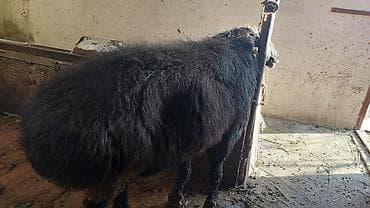 голуби птицы животный: Другие животные — 5