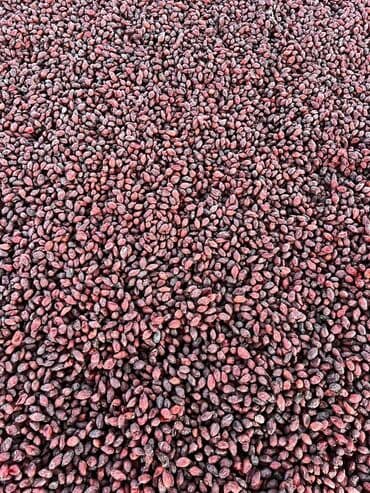 яблоко цена за кг: Шиповник сатам 150сом 1 тонна тел 

Баткен Кадамжай — 5