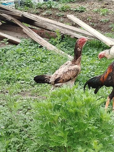 дакан цыпленок: Дакан мекиштер сатылат активный алмашу жолдору бар адрес Заря Тынчтык — 8