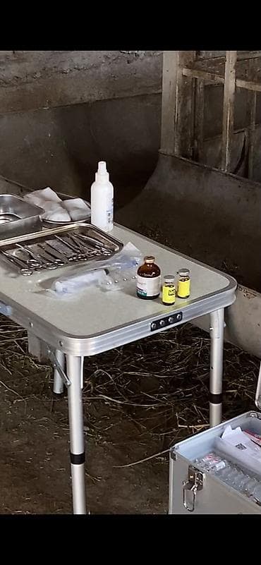Үй жаныбарлары: VetProKg — ветеринарная клиника и выездная служба для — 7