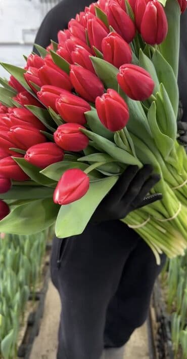 Тюльпаны оптом 🌸Свежесть весны и аромат праздника – ваш секрет